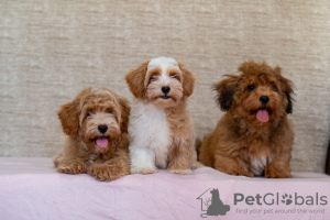 Additional photos: Bichon Havanese puppies