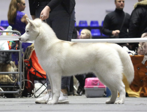 Photo №3. Show Husky Puppies. Ukraine