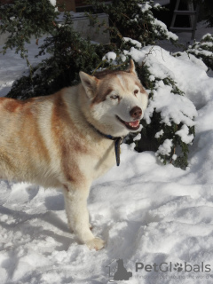 Photo №4. I will sell siberian husky in the city of Москва. private announcement - price - Is free