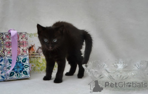 Photo №3. maine coon kittens. Germany