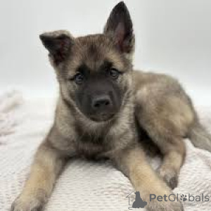 Photo №2 to announcement № 163878 for the sale of swedish vallhund - buy in Netherlands private announcement, breeder