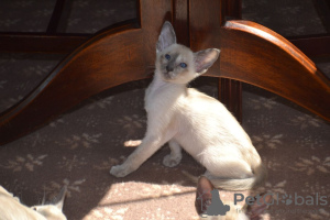 Photo №2 to announcement № 31248 for the sale of siamese cat - buy in United States breeder