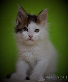 Photo №2 to announcement № 7821 for the sale of maine coon - buy in Russian Federation from nursery