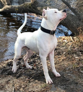 Photo №1. dogo argentino - for sale in the city of Wetherill Park | 1700$ | Announcement № 50379
