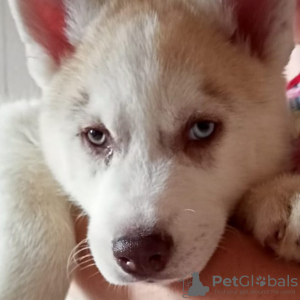 Photo №1. siberian husky - for sale in the city of Kirov | negotiated | Announcement № 13621