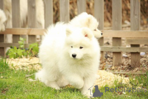 Photo №1. samoyed dog - for sale in the city of Peloponnese | negotiated | Announcement № 170473