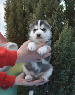 Additional photos: Siberian Husky puppies are offered to reserve
