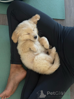 Photo №3. Entzückende Golden-Retriever-Welpen suchen ein liebevolles Zuhause!. Germany