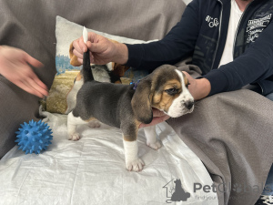 Additional photos: Godsend VIP Elite puppies from the SKOR club