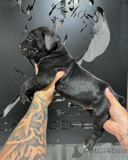 Photo №4. I will sell cane corso in the city of Aiola. private announcement - price - negotiated