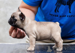Photo №2 to announcement № 173372 for the sale of french bulldog - buy in Serbia 