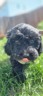 Photo №2 to announcement № 149839 for the sale of maltipu - buy in Germany private announcement, breeder