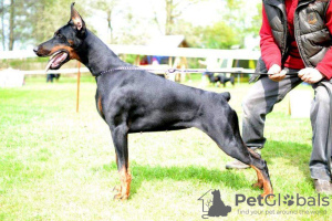 Additional photos: Dobermann puppies from kennel IMIDZ