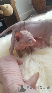 Photo №3. Sphynx Kittens. Belgium