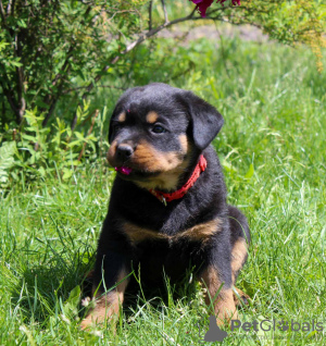 Photo №4. I will sell rottweiler in the city of Калинковичи. from nursery - price - 1057$