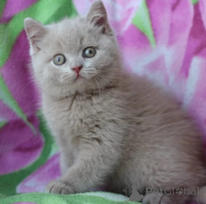 Photo №1. british shorthair - for sale in the city of Sheet | 361$ | Announcement № 178149