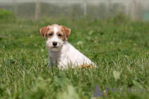 Additional photos: puppy Jack Russell Terrier