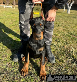 Photo №4. I will sell dobermann in the city of Belgrade. breeder - price - negotiated