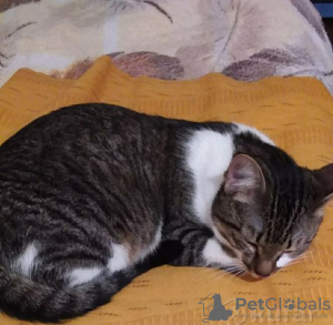 Photo №2 to announcement № 93609 for the sale of domestic cat - buy in Belarus private announcement