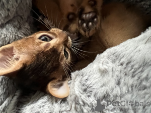 Photo №3. Certified cattery of Abyssinian kittens. Belarus