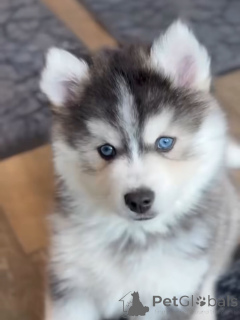 Photo №3. Healthy Blue-Eyed Siberian Husky Puppies for Sale. Germany