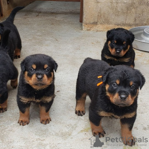 Photo №1. rottweiler - for sale in the city of Антверпен | 475$ | Announcement № 120689