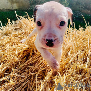 Photo №3. American Bully Pocket Puppies ready to go!!!. Germany