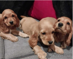 Photo №1. english cocker spaniel - for sale in the city of Stockholm | negotiated | Announcement № 113202