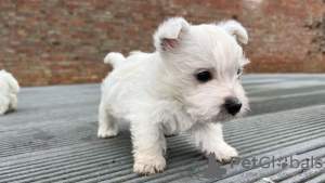 Additional photos: West highland white terrier puppies