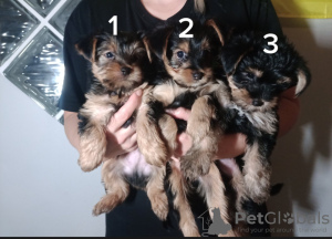 Photo №3. Yorkshire Terrier puppies.. Poland