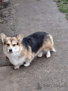 Photo №2 to announcement № 161006 for the sale of welsh corgi - buy in Serbia breeder