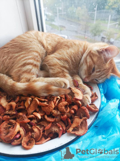 Additional photos: Red cat, kitten Orange, looking for a family!