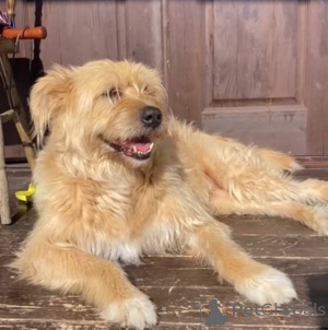 Photo №2 to announcement № 158139 for the sale of non-pedigree dogs - buy in Russian Federation private announcement