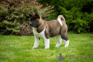 Photo №4. I will sell american akita in the city of Dnipro. breeder - price - 1414$