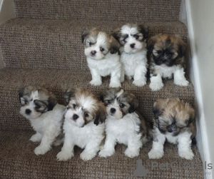 Photo №1. shih tzu - for sale in the city of Montreal | 500$ | Announcement № 103652