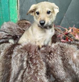 Photo №4. I will sell non-pedigree dogs in the city of Москва. private announcement - price - Is free