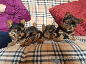 Photo №2 to announcement № 44308 for the sale of yorkshire terrier - buy in United States breeder