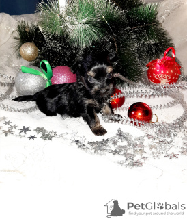 Photo №1. yorkshire terrier - for sale in the city of Torzhok | 410$ | Announcement № 8346