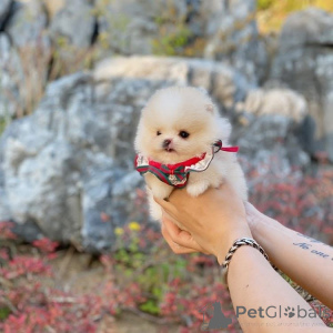 Photo №2 to announcement № 165640 for the sale of  - buy in United States 