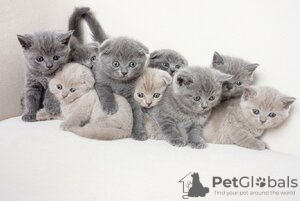 Photo №1. british shorthair - for sale in the city of Гриндельвальд | Is free | Announcement № 129216