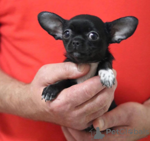 Photo №2 to announcement № 97185 for the sale of chihuahua - buy in Germany private announcement