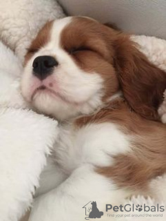 Photo №3. Ich habe Cavalier King Charles Spaniel. Germany