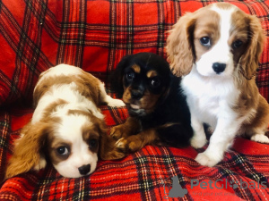 Photo №2 to announcement № 46195 for the sale of cavalier king charles spaniel - buy in Netherlands private announcement