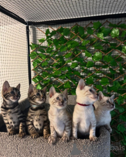 Photo №1. bengal cat - for sale in the city of Lille | 706$ | Announcement № 152775