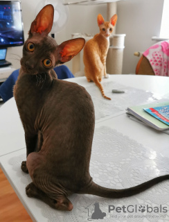 Photo №4. I will sell cornish rex in the city of Bydgoszcz. from nursery - price - 528$