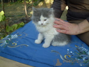 Photo №1. siberian cat - for sale in the city of Kharkov | negotiated | Announcement № 7711