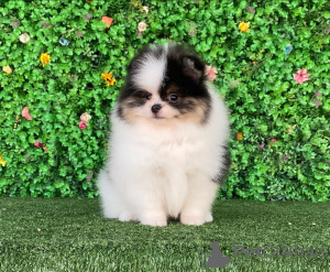 Photo №2 to announcement № 124293 for the sale of pomeranian - buy in United States breeder