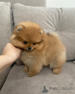 Photo №1. pomeranian - for sale in the city of Berlin | negotiated | Announcement № 163520