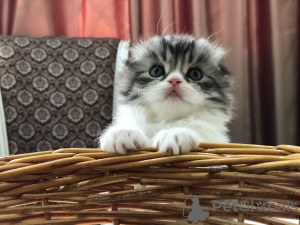 Photo №2 to announcement № 7727 for the sale of scottish fold - buy in Russian Federation from nursery