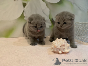 Photo №2 to announcement № 118353 for the sale of scottish fold - buy in Germany private announcement, breeder